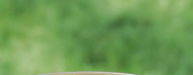 Ognjičevo olje (Calendula officinalis)